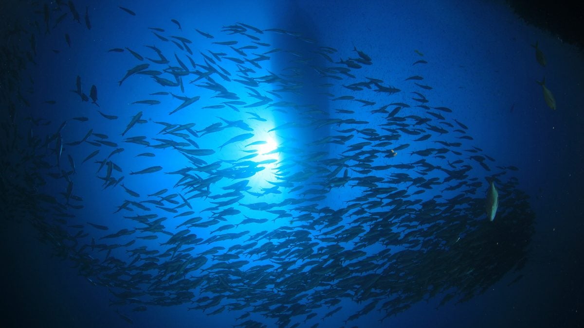 Selling a commercial fishing licence in Queensland