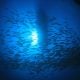 Selling a commercial fishing licence in Queensland