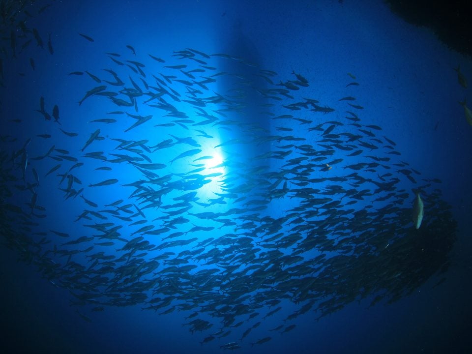 Selling a commercial fishing licence in Queensland