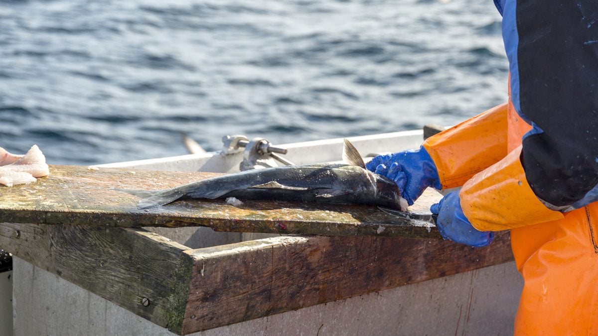 Commercial fishing vessel operating in Queensland waters highlighting fishing licence market conditions and commercial fishing opportunities.