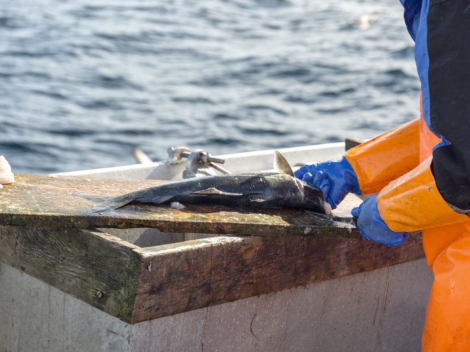 Commercial fishing vessel operating in Queensland waters highlighting fishing licence market conditions and commercial fishing opportunities.